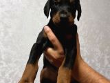 Europan Büyük Dobermanlar