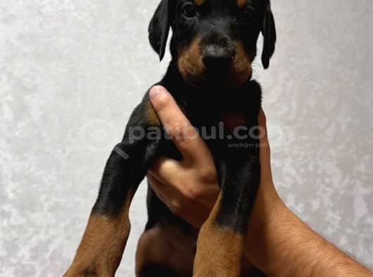 Europan Büyük Dobermanlar görsel