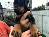 Europan Büyük Dobermanlar