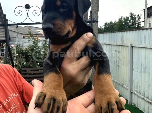 Europan büyük Dobermanlar