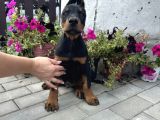 Europan Büyük Dobermanlar