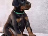 King Doberman Şahane Legacy Bebekler