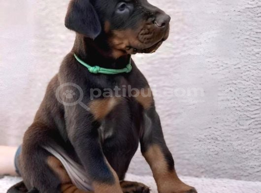 King Doberman Şahane Legacy Bebekler görsel