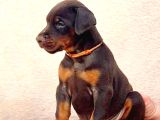 King Doberman Şahane Legacy Bebekler