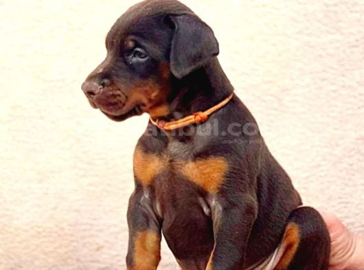 King Doberman Şahane Legacy Bebekler görsel