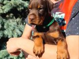 King Doberman Şahane Legacy Bebekler