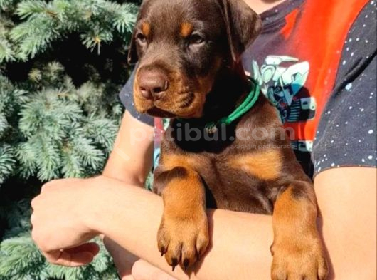 King Doberman ŞAHANE Legacy Bebekler