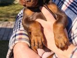 King Doberman Şahane Legacy Bebekler