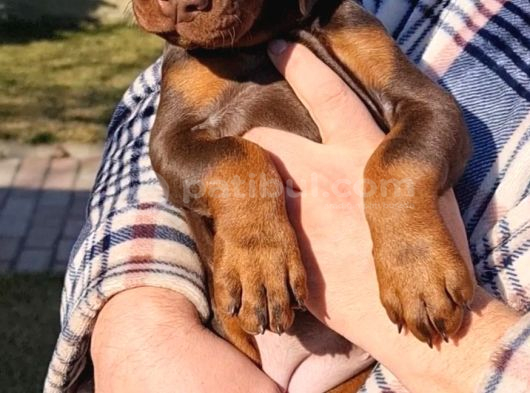 King Doberman Şahane Legacy Bebekler görsel