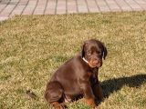 King Doberman Şahane Legacy Bebekler
