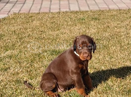 King Doberman Şahane Legacy Bebekler görsel