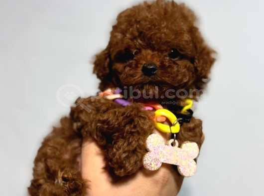 Microteacup Korea Poodle Yavrular görsel