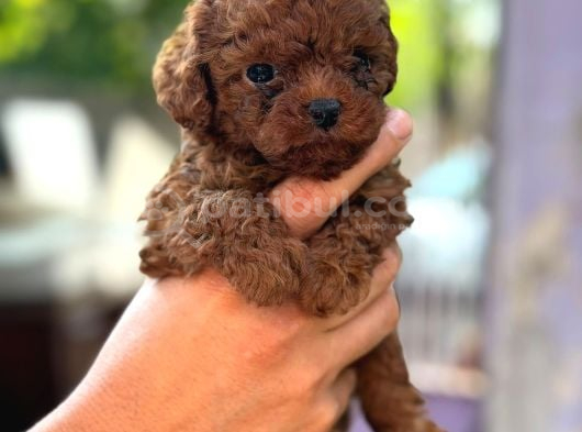 Microteacup Korea Poodle Yavrular görsel