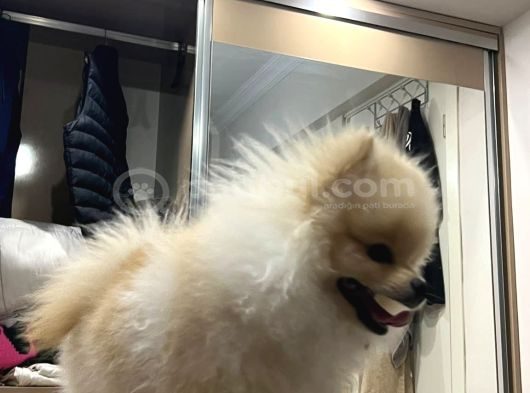 0 Numara Boo Bebeği̇mi̇z görsel
