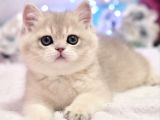 Emsalsiz Blue Golden British Shorthair