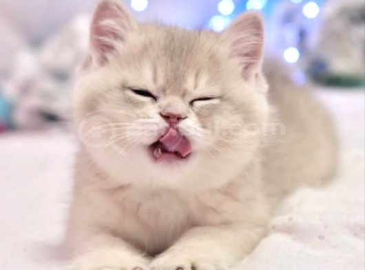 Emsalsiz Blue Golden British Shorthair görsel