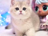 Emsalsiz Blue Golden British Shorthair
