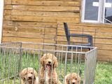Anne Ve Babaları Görebileceginiz Kendi Üretimimiz Labradodle