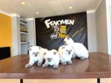 Top Kafa Scottish Fold Yavrulari Briti̇ş Yavrulari Ank