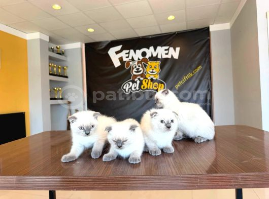 TOP KAFA SCOTTISH FOLD YAVRULARI BRITİŞ YAVRULARI ANK