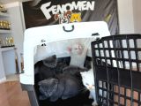 Renk Renk Gerçek British Shorthair Yavrulari Ankara