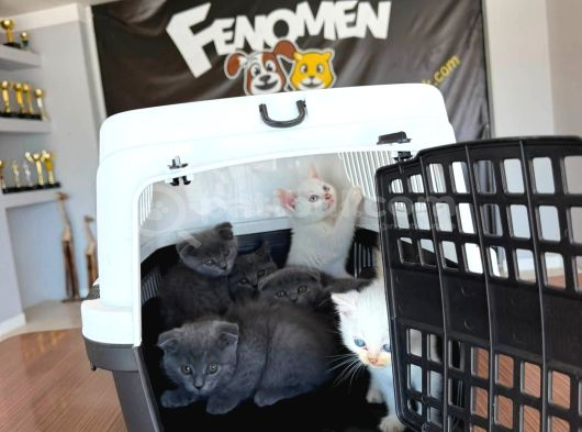 Renk Renk Gerçek British Shorthair Yavrulari Ankara görsel