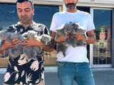 Top Kafa Scottish Fold Yavrulari Briti̇ş Yavrulari Ank