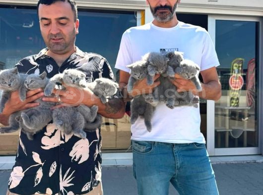 Top Kafa Scottish Fold Yavrulari Briti̇ş Yavrulari Ank görsel