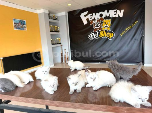 Renk Renk Gerçek British Shorthair Yavrulari Ankara görsel