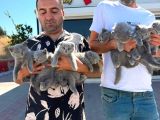 Renk Renk Gerçek British Shorthair Yavrulari Ankara
