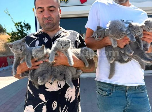 Renk Renk Gerçek British Shorthair Yavrulari Ankara görsel