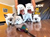 Top Kafa Scottish Fold Yavrulari Briti̇ş Yavrulari Ank