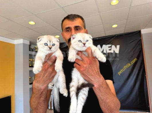 Top Kafa Scottish Fold Yavrulari Briti̇ş Yavrulari Ank görsel