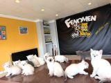 Top Kafa Scottish Fold Yavrulari Briti̇ş Yavrulari Ank