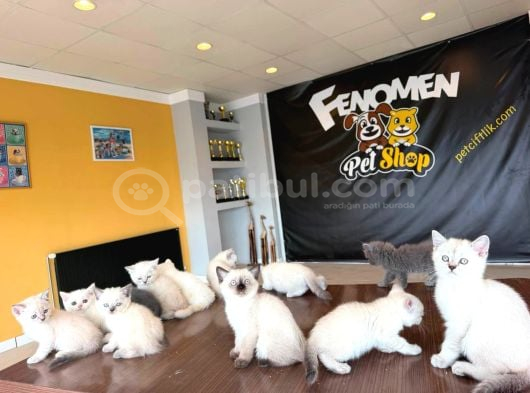 Top Kafa Scottish Fold Yavrulari Briti̇ş Yavrulari Ank görsel