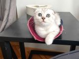 Silver Tabby Scottish Fold İstanbul