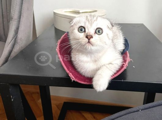 Silver Tabby Scottish Fold İstanbul görsel