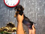 Irk Ve Sağlik Garanti̇li̇ Dachshund Sosi̇s  Yavrularimiz