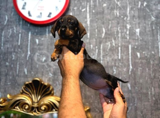 Irk Ve Sağlik Garanti̇li̇ Dachshund Sosi̇s  Yavrularimiz görsel