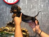 Irk Ve Sağlik Garanti̇li̇ Dachshund Sosi̇s  Yavrularimiz