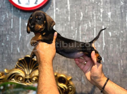 IRK VE SAĞLIK GARANTİLİ DACHSHUND SOSİS  YAVRULARIMIZ