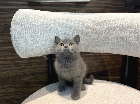 Blue Show Erkek Yavrumuz görsel