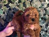 A Kan Poodle Yavruları