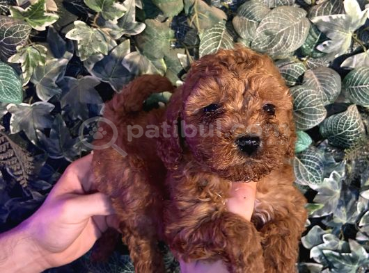 A Kan Poodle Yavruları