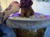 A Kan Poodle Yavruları