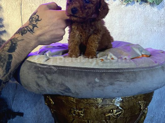 A Kan Poodle Yavruları görsel
