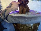 A Kan Poodle Yavruları