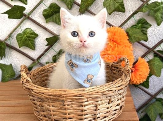 Pamuk Gi̇bi̇ Bakan Tekrar Bakacak Erkek Bebek görsel