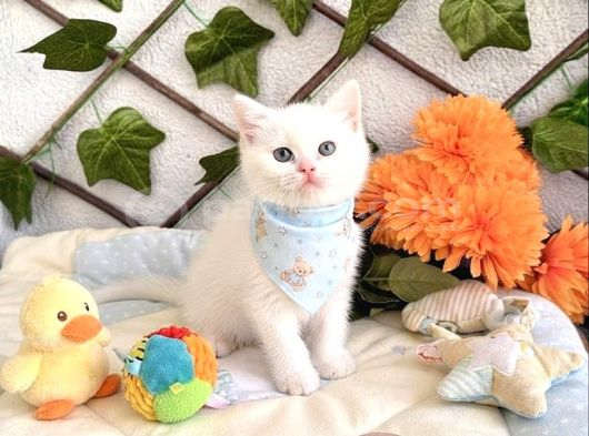 Pamuk Gi̇bi̇ Bakan Tekrar Bakacak Erkek Bebek görsel