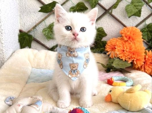 Pamuk Gi̇bi̇ Bakan Tekrar Bakacak Erkek Bebek görsel